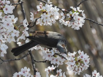 ヒヨドリ 綾瀬川 2024年4月14日(日)