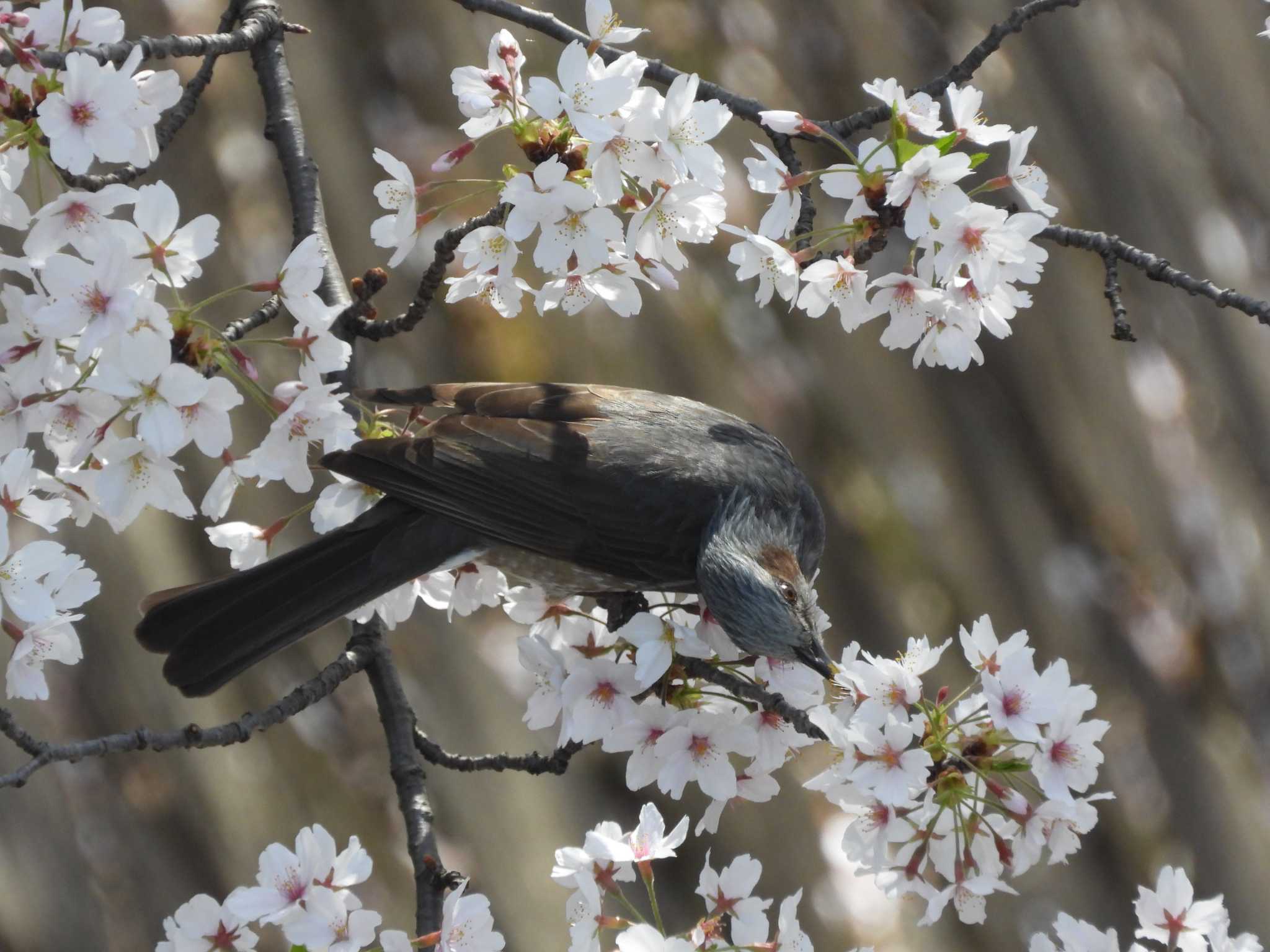 Brown-eared Bulbul