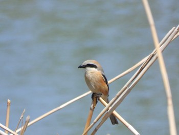 Bull-headed Shrike 綾瀬川 Sun, 4/14/2024