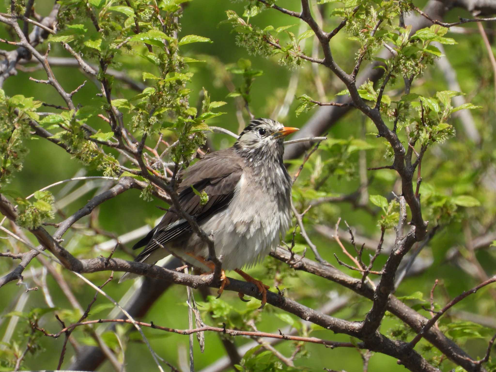 White-cheeked Starling