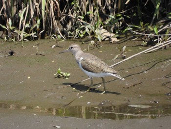 Common Sandpiper 綾瀬川 Sun, 4/14/2024