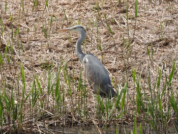 Grey Heron 綾瀬川 Sun, 4/14/2024