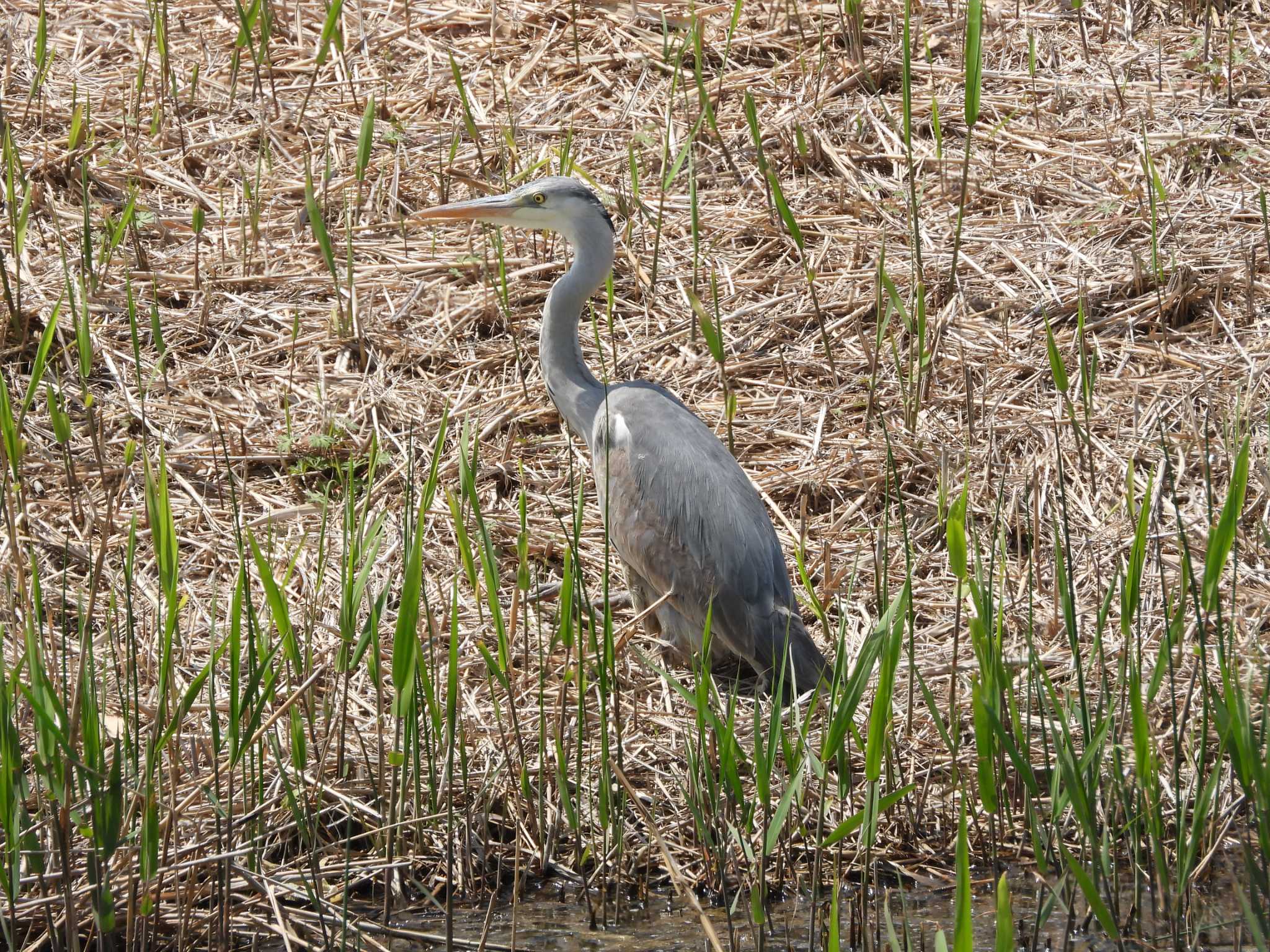 Grey Heron