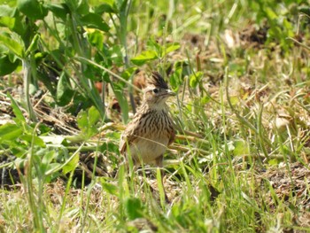 Eurasian Skylark 綾瀬川 Sun, 4/14/2024