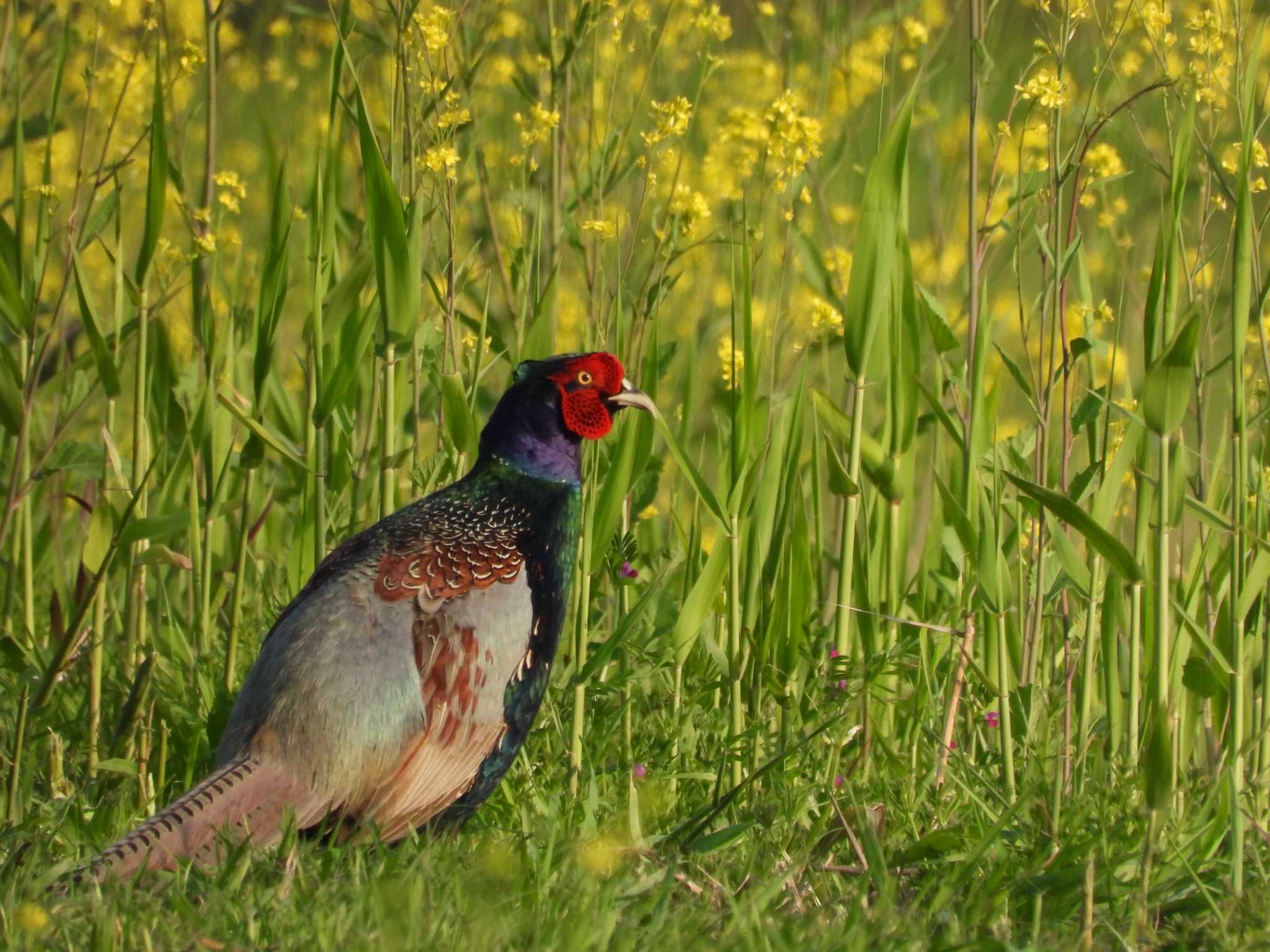 Green Pheasant