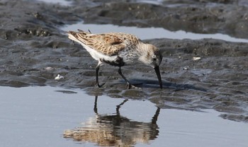 Dunlin Sambanze Tideland Sun, 4/14/2024