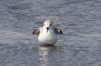 Sanderling Sambanze Tideland Sun, 4/14/2024