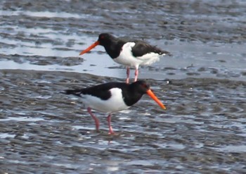 Eurasian Oystercatcher Sambanze Tideland Sun, 4/14/2024