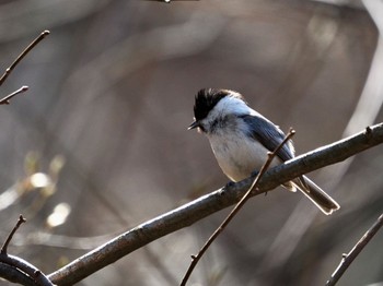 Willow Tit Saitama Prefecture Forest Park Wed, 4/10/2024