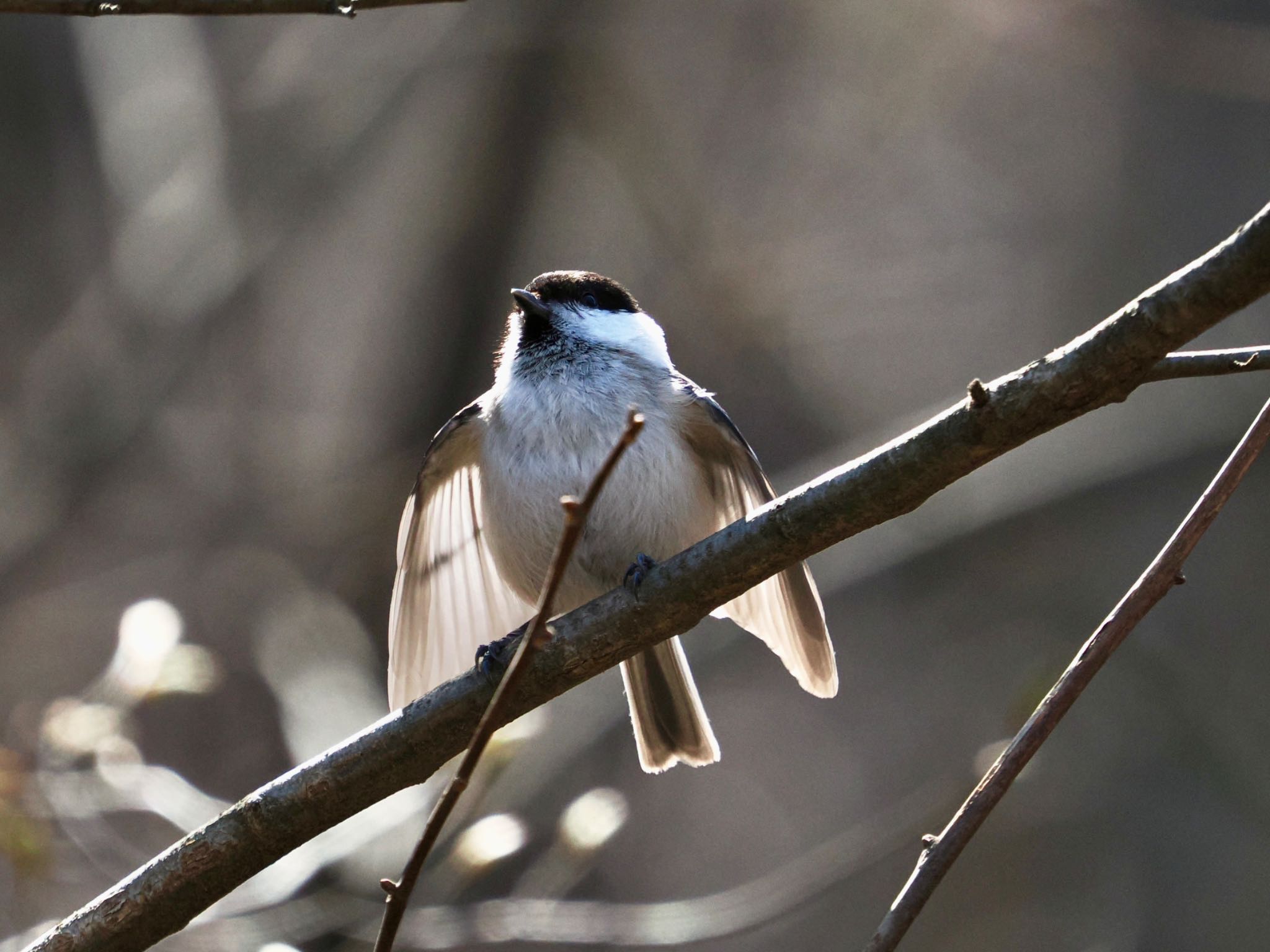 Willow Tit