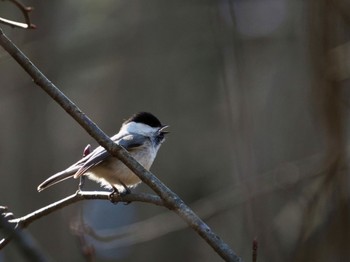 Willow Tit Saitama Prefecture Forest Park Wed, 4/10/2024