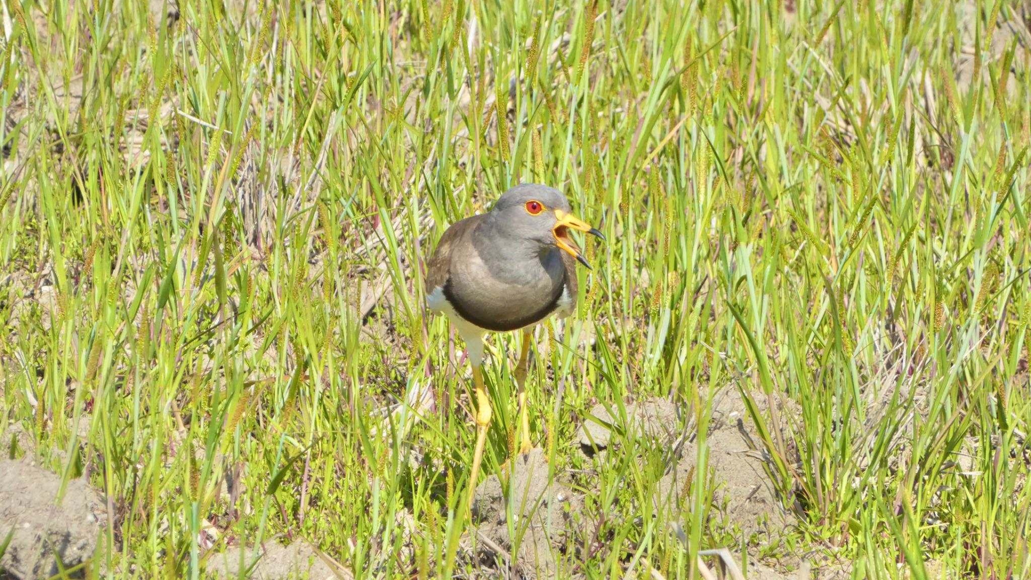 Grey-headed Lapwing