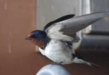 Barn Swallow 滋賀県 Tue, 4/2/2024