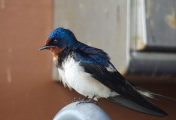 Barn Swallow 滋賀県 Tue, 4/2/2024