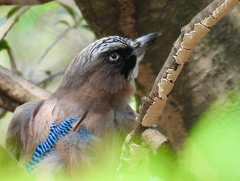 Eurasian Jay 小幡緑地 Wed, 4/10/2024