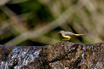 Grey Wagtail 日向渓谷 Sun, 4/14/2024