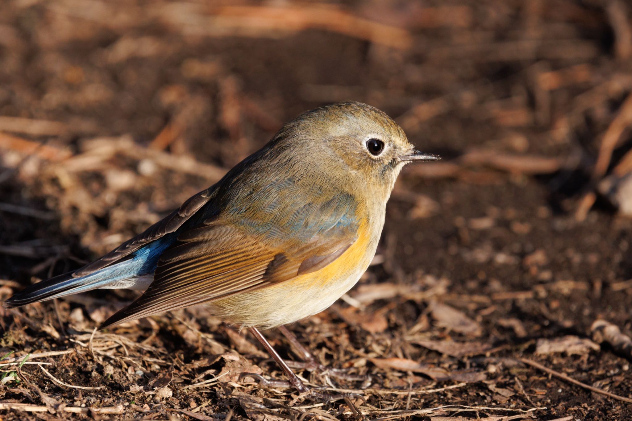 Red-flanked Bluetail