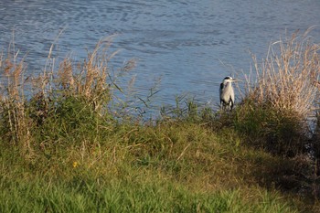 Grey Heron 紫川 Fri, 11/23/2018