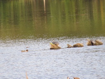 コガモ 葛西臨海公園 2024年4月14日(日)