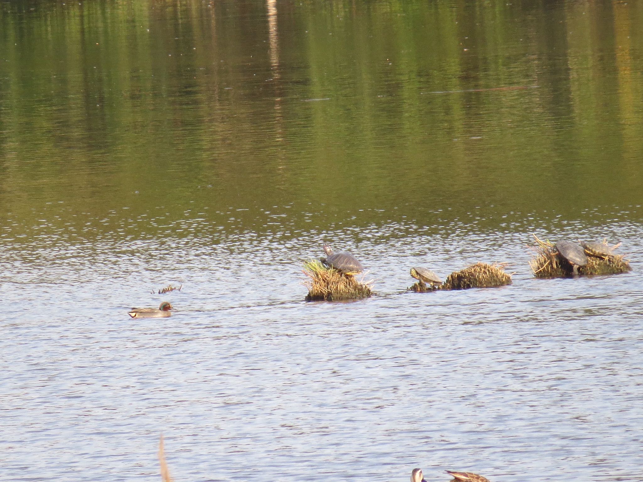 Photo of Eurasian Teal at Kasai Rinkai Park by Haruki🦜