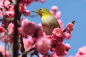 Warbling White-eye Osaka castle park Sun, 3/10/2024