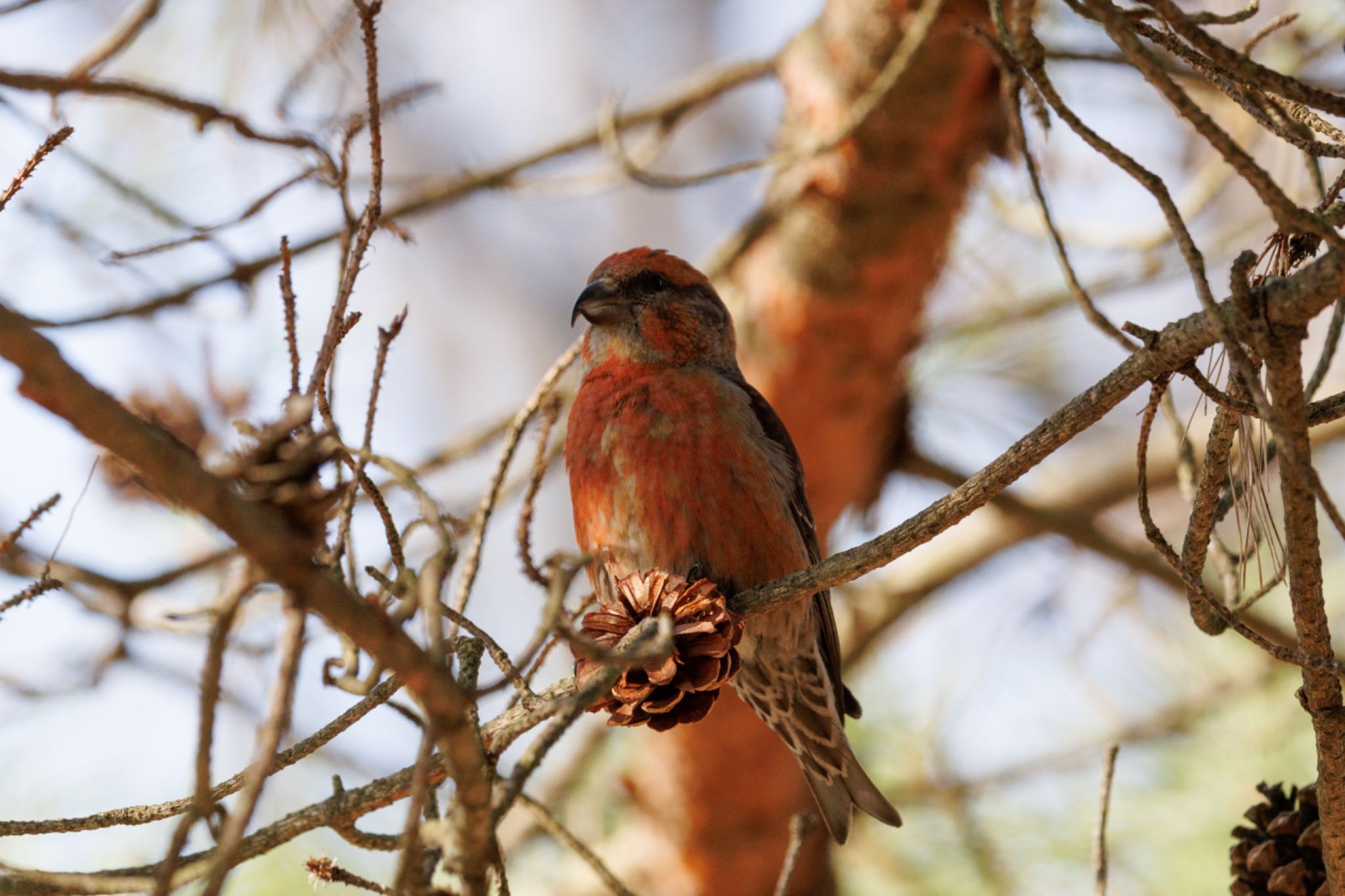 Photo of Red Crossbill at 出光カルチャーパーク(苫小牧) by シマシマ38