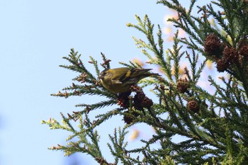 Eurasian Siskin 日向渓谷 Sat, 4/13/2024