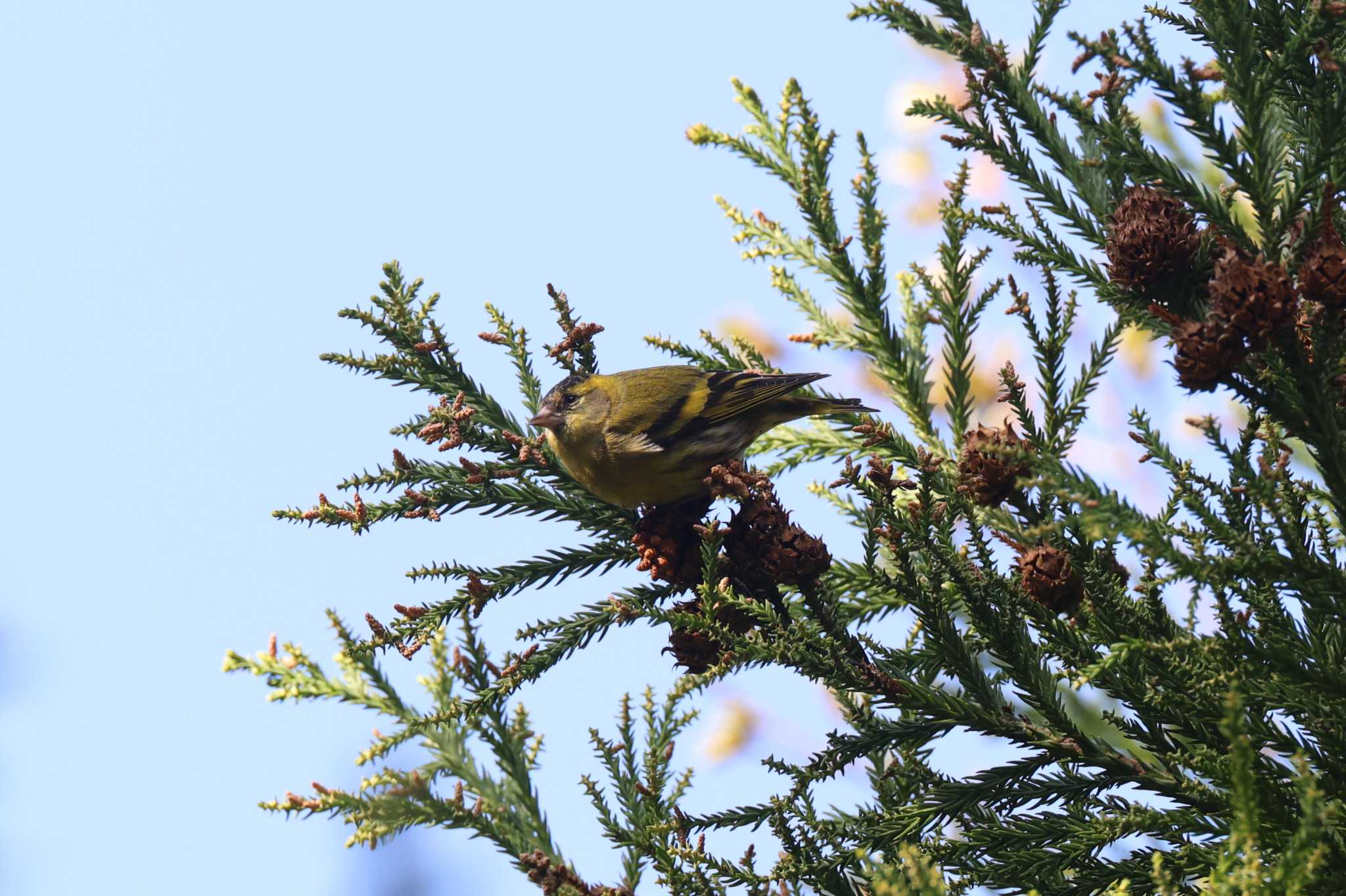 Photo of Eurasian Siskin at 日向渓谷 by bobobobo09