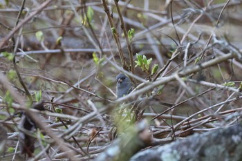 Grey Bunting 日向渓谷 Sat, 4/13/2024