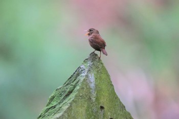 Eurasian Wren 日向渓谷 Sat, 4/13/2024