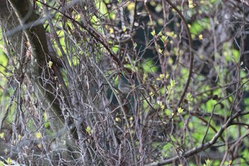 Japanese Bush Warbler 日向渓谷 Sat, 4/13/2024