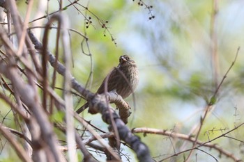 Grey Bunting 日向渓谷 Sat, 4/13/2024