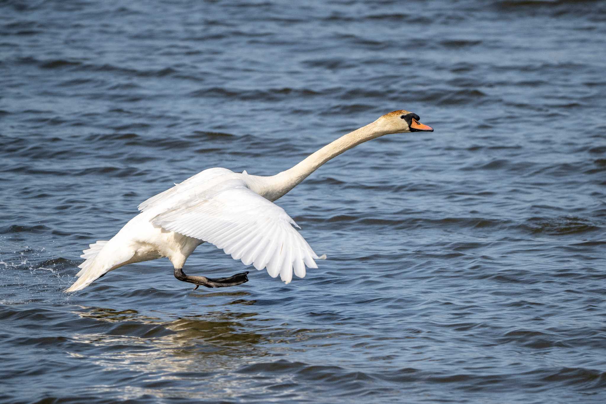 Photo of Mute Swan at 茨城県茨城町 by kirin