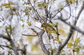 Red-billed Leiothrix 茨城県日立市 Mon, 4/15/2024