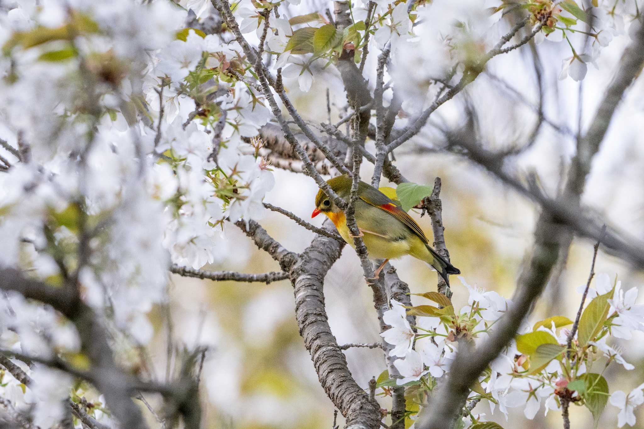 茨城県日立市 ソウシチョウの写真 by kirin