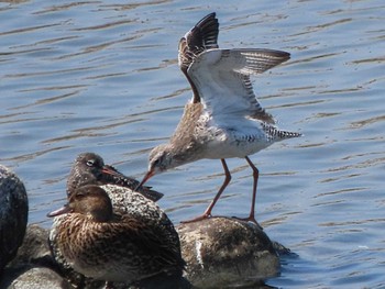 Spotted Redshank 三重 Sun, 4/14/2024