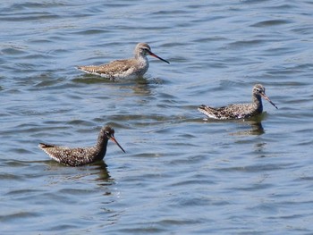 Spotted Redshank 三重 Sun, 4/14/2024