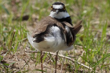 Little Ringed Plover 岡山旭川 Thu, 4/11/2024