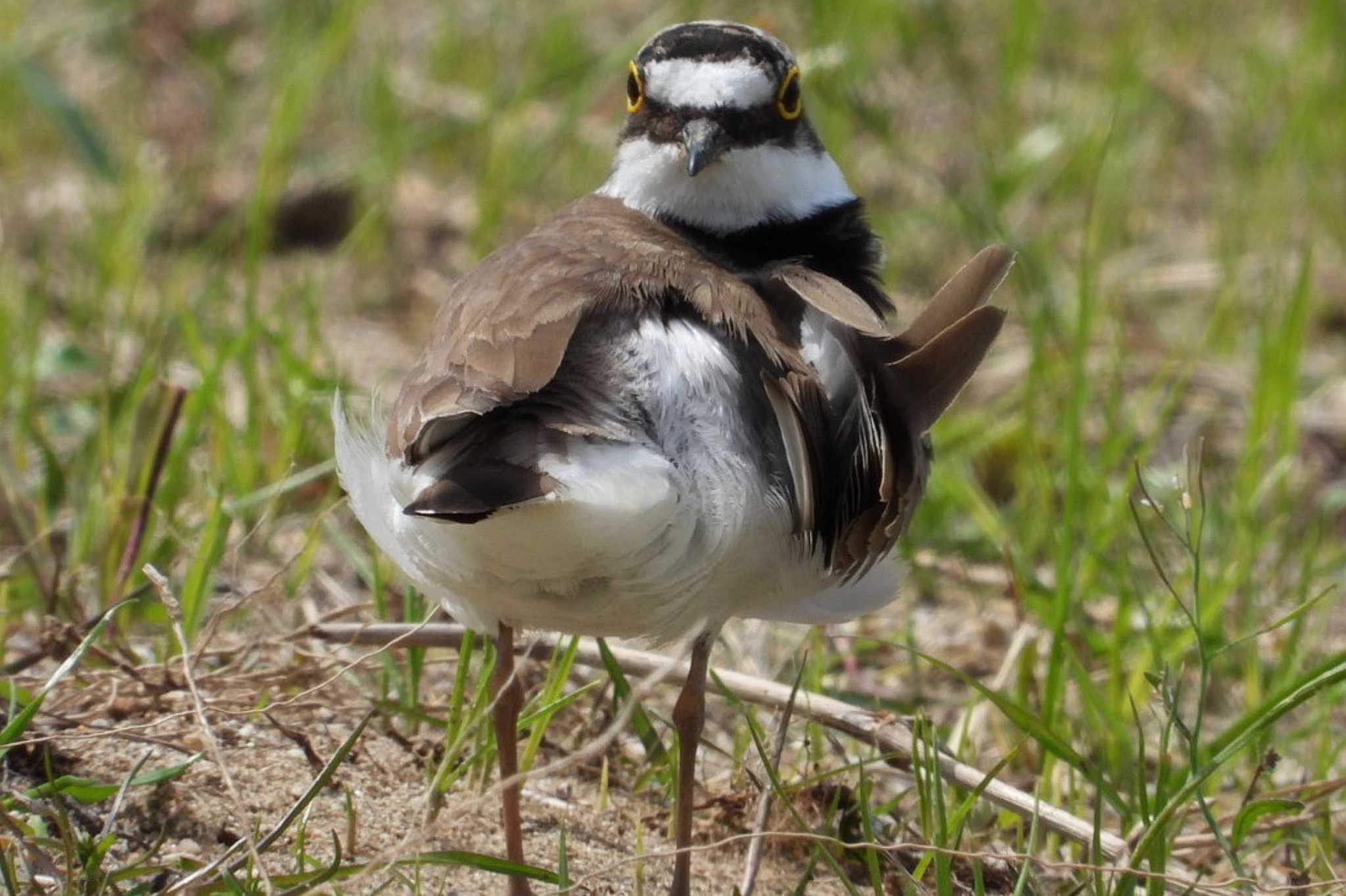 Photo of Little Ringed Plover at 岡山旭川 by タケ