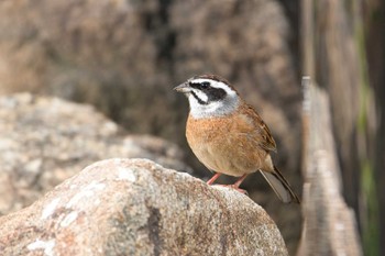 Meadow Bunting Unknown Spots Sun, 4/14/2024