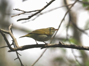 Eastern Crowned Warbler 日向渓谷 Sat, 4/13/2024