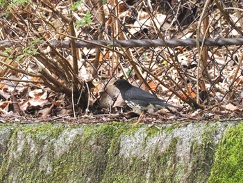 クロツグミ 日向渓谷 2024年4月13日(土)