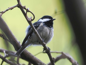 Coal Tit 日向渓谷 Sat, 4/13/2024