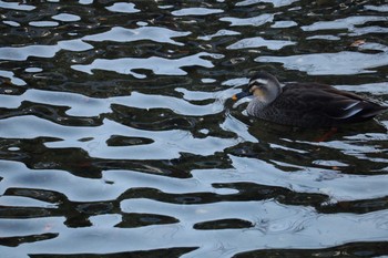 Eastern Spot-billed Duck 紫川 Fri, 11/23/2018