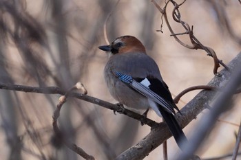 Eurasian Jay(brandtii) Asahiyama Memorial Park Wed, 4/3/2024