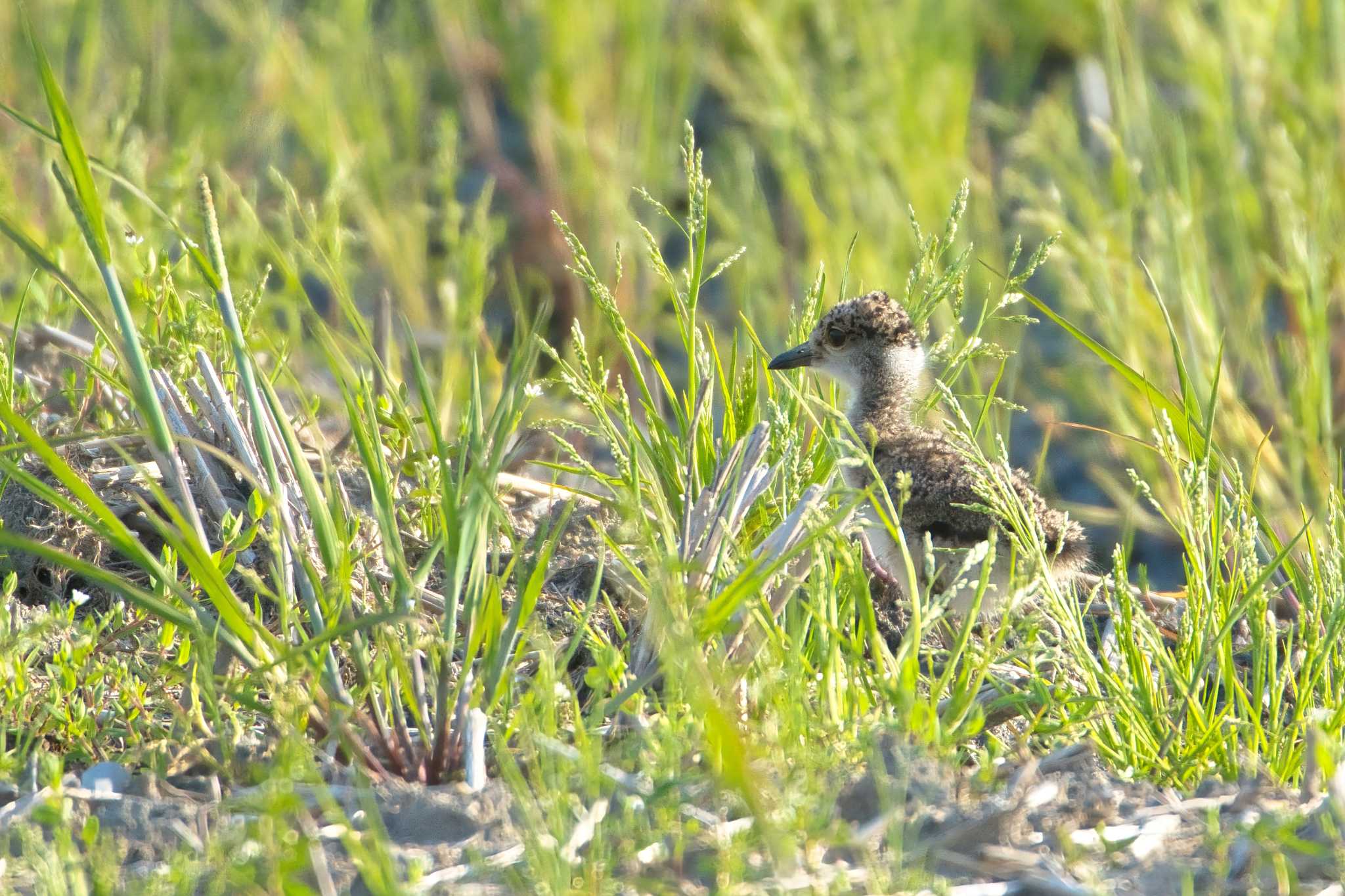 Photo of Grey-headed Lapwing at  by アカウント15049