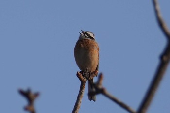 Meadow Bunting Asahiyama Memorial Park Wed, 4/3/2024