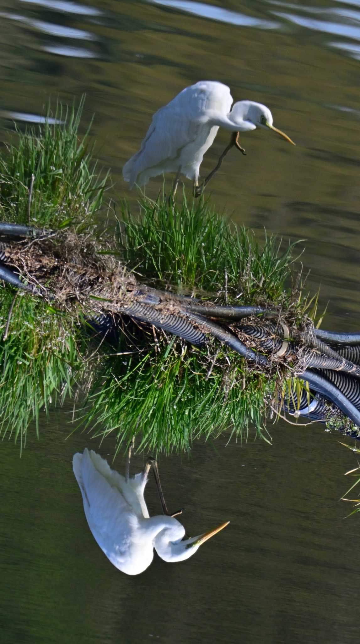 Great Egret