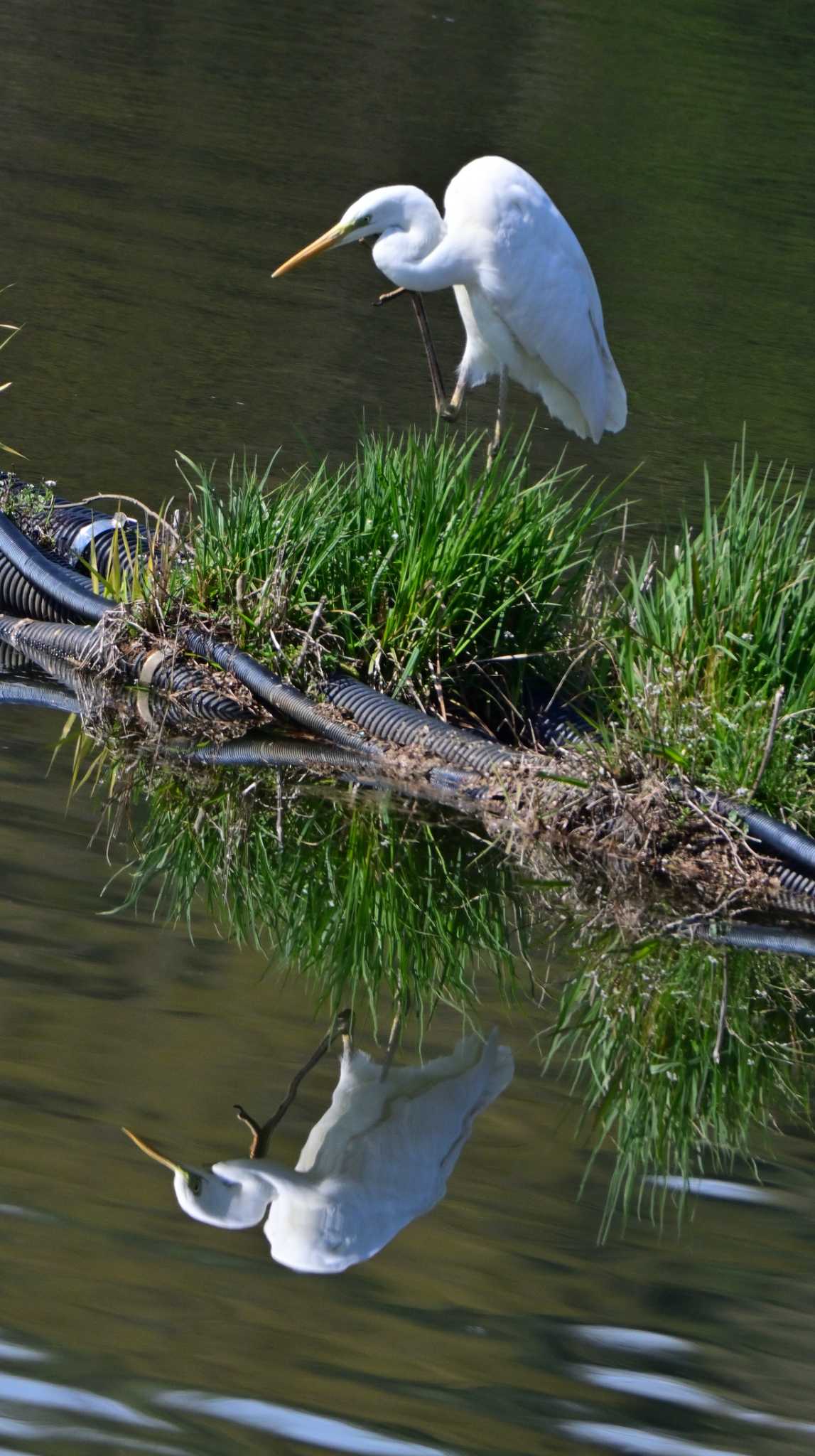 Great Egret