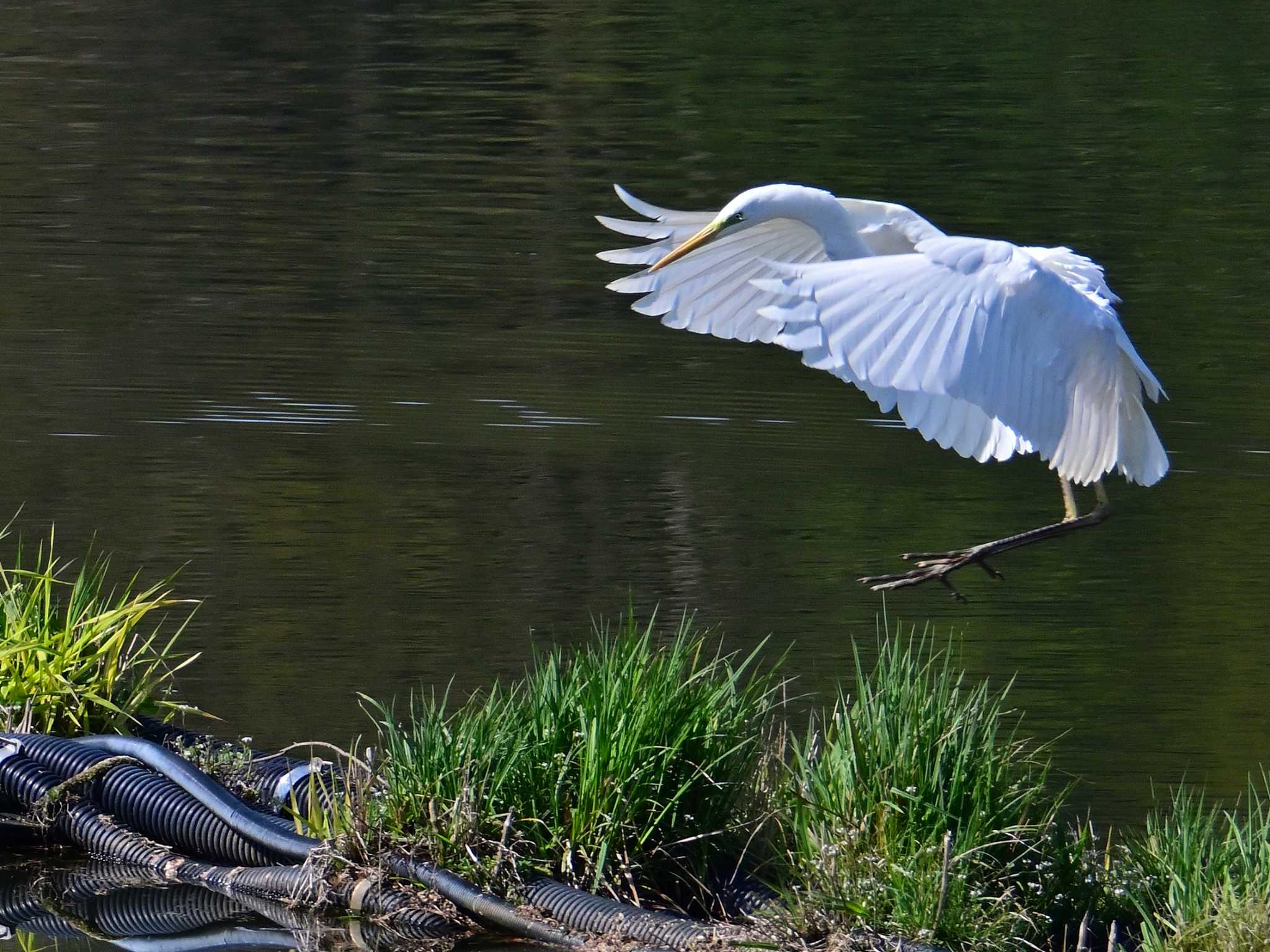 Great Egret